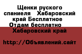 Щенки руского спаниеля - Хабаровский край Бесплатное » Отдам бесплатно   . Хабаровский край